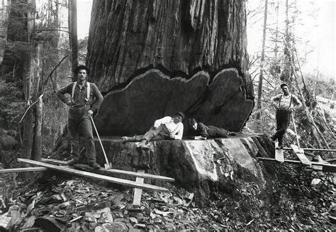 Opinion: Any logging of giant sequoia trees must pass environmental protections